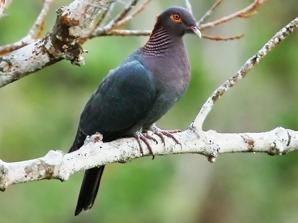 Scaly-naped Pigeon - Martjan Lammertink