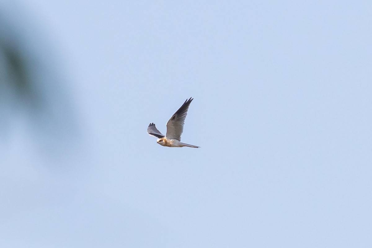 White-tailed Kite - Jeff Bray