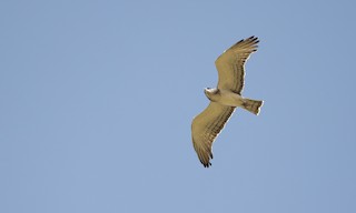  - Beaudouin's Snake-Eagle