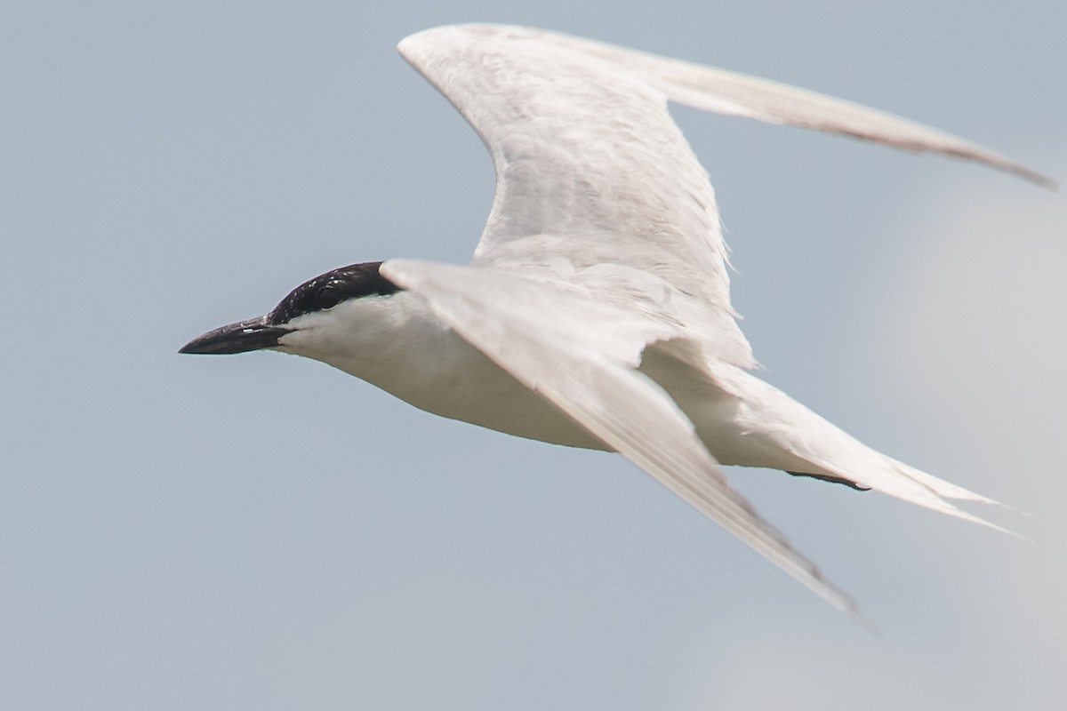 Gull-billed Tern - Mike Stewart