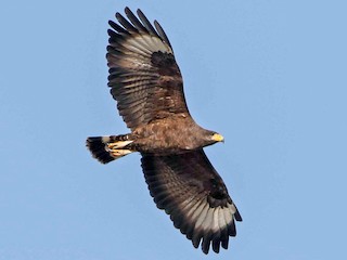 Cuban Black Hawk - Buteogallus gundlachii - Birds of the World