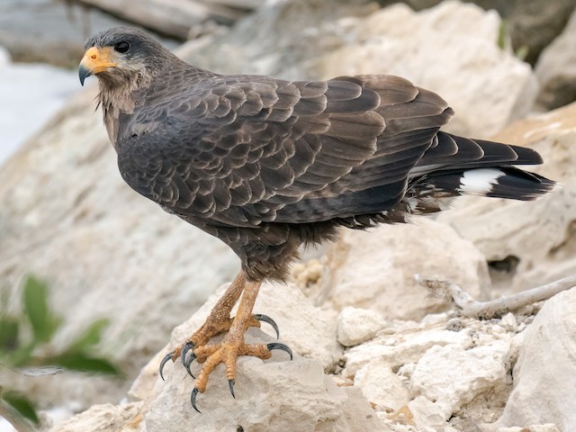 Photos - Cuban Black Hawk - Buteogallus gundlachii - Birds of the World