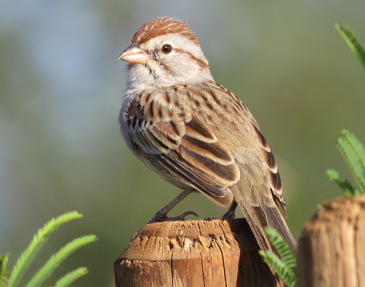 Rufous-winged Sparrow - ML106858791