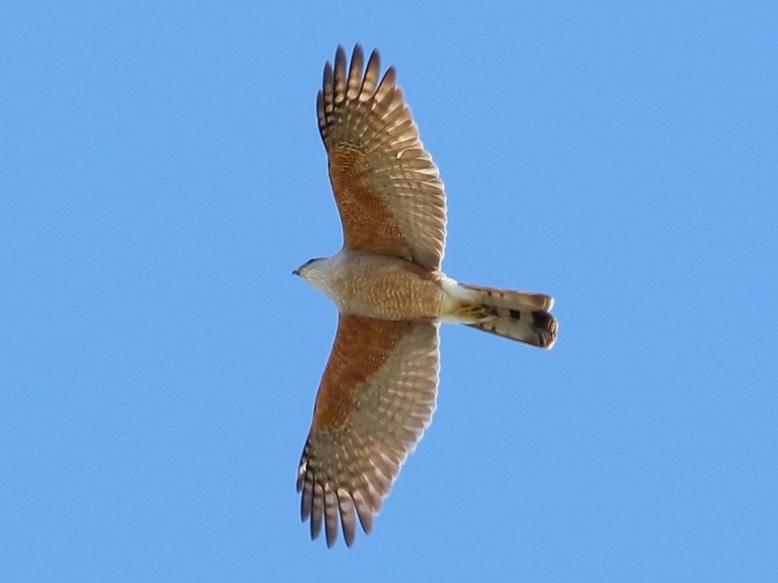 Gundlach's Hawk - eBird