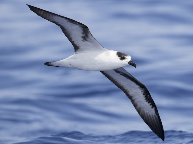  - Black-capped Petrel (White-faced) - 