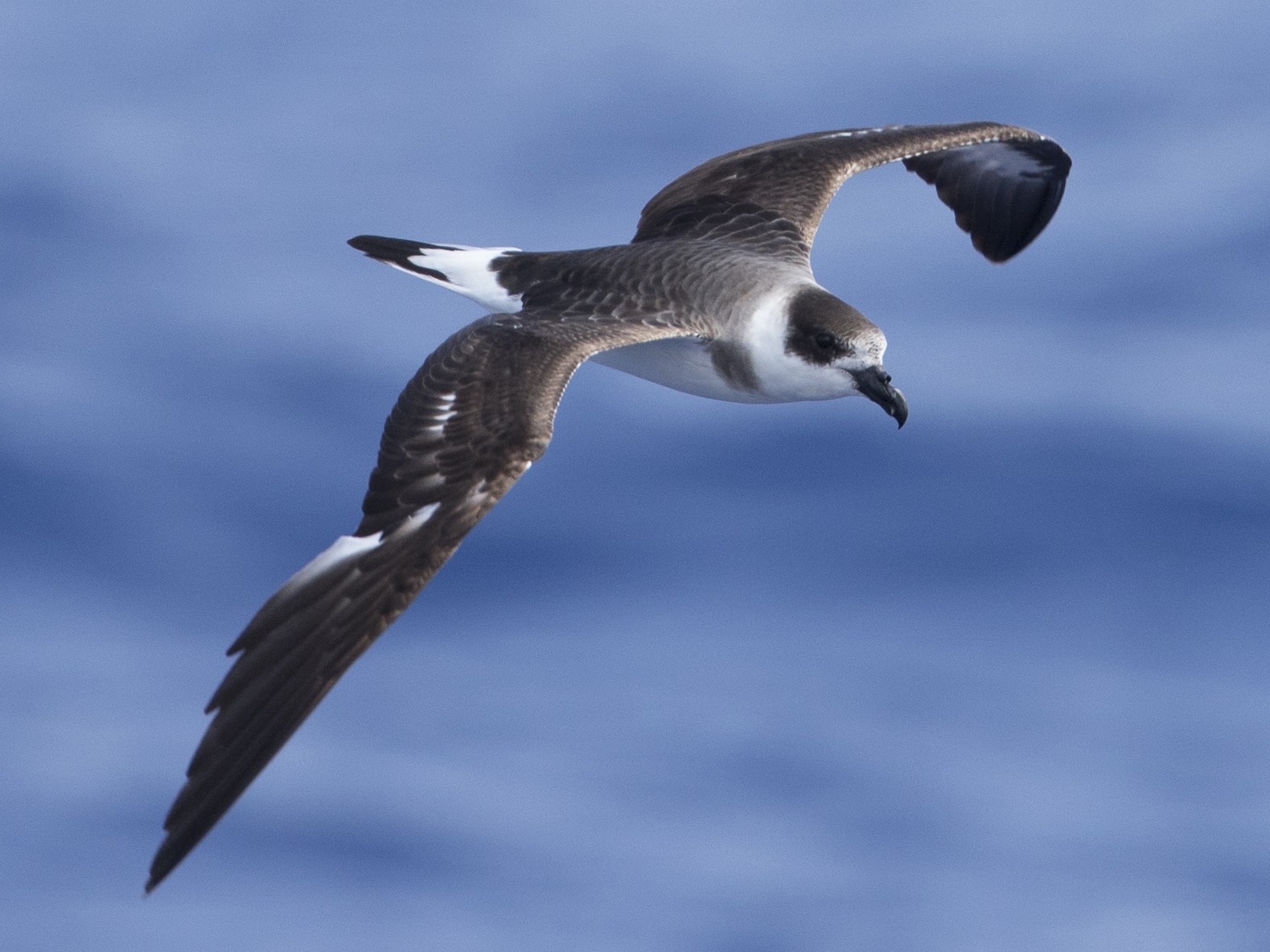 Black-capped Petrel - Brian Sullivan