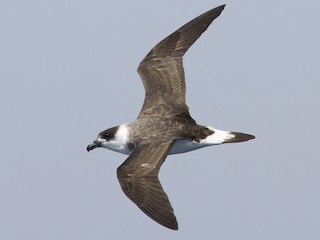 Black-capped Petrel - Pterodroma hasitata - Birds of the World Black-capped Petrel - Pterodroma hasitata - Birds of the World