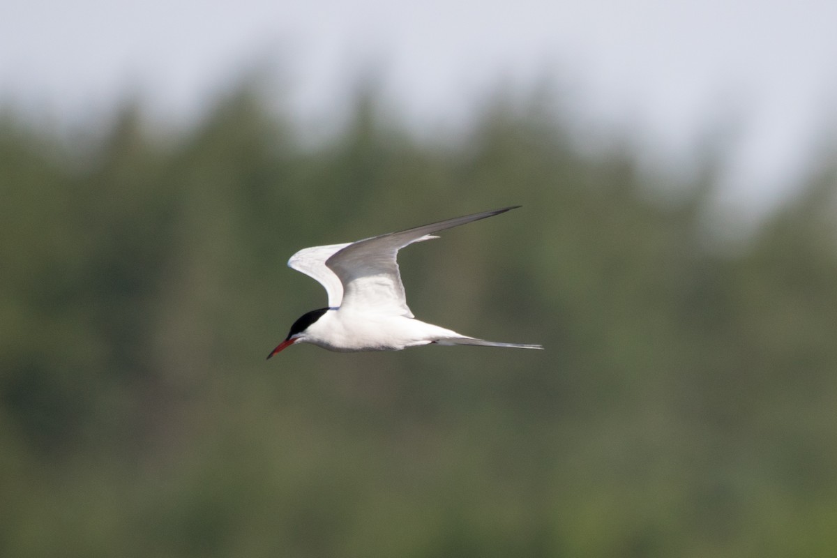 Common Tern - Steven McGrath
