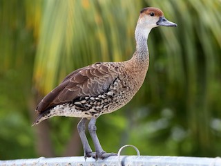  - West Indian Whistling-Duck