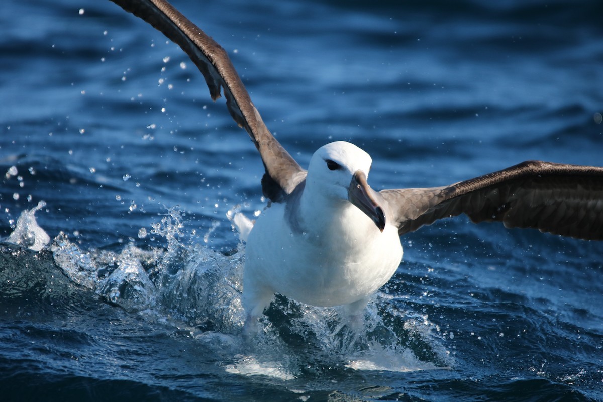 Black-browed Albatross - Michael Weymann