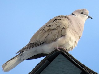  - African Collared-Dove