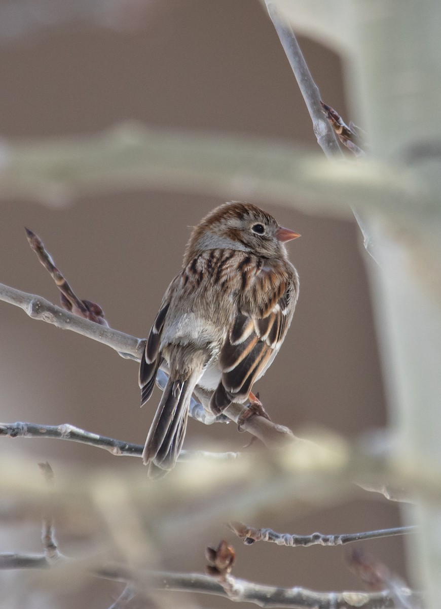 Field Sparrow - Alex Abela