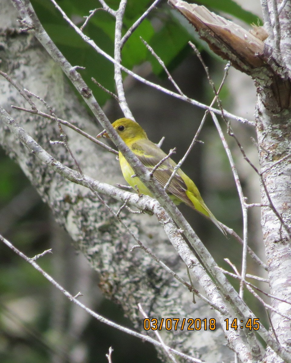 Western Tanager - ML106862901