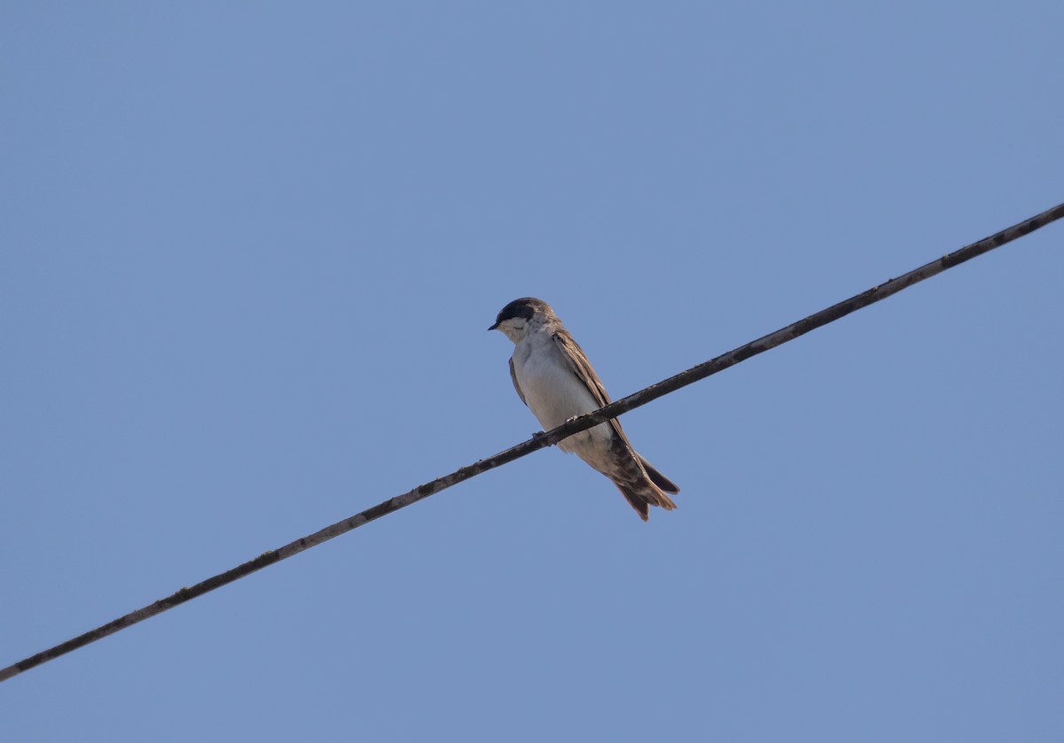 Blue-and-white Swallow - ML106865921