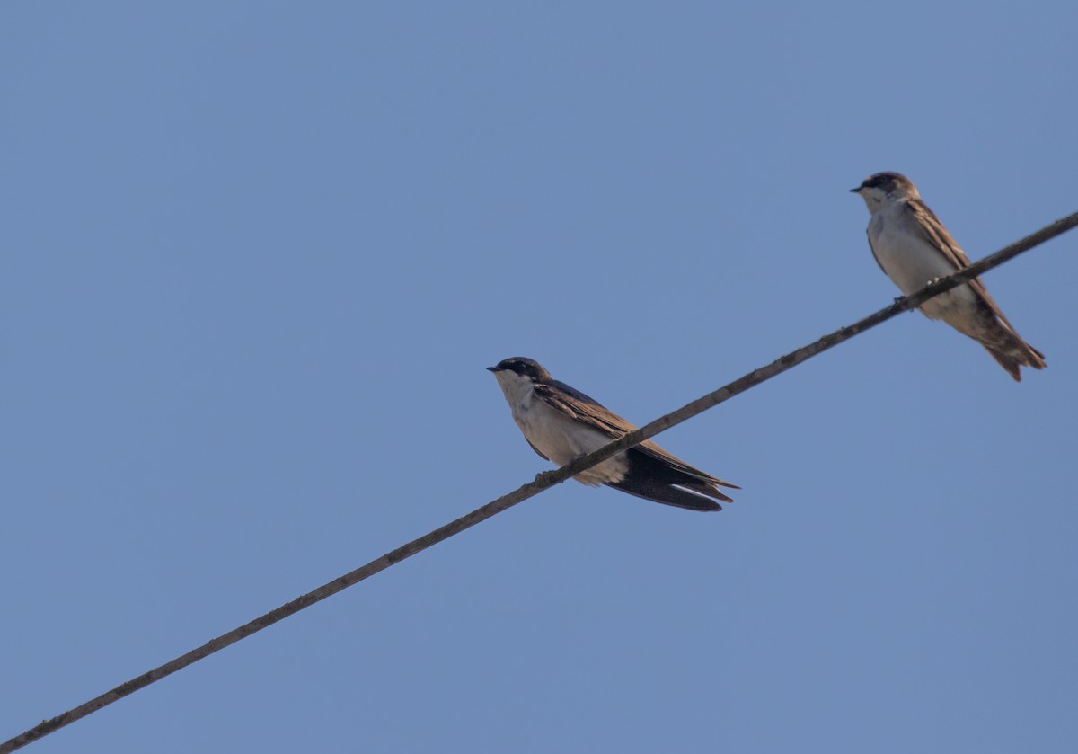 Blue-and-white Swallow - ML106865931