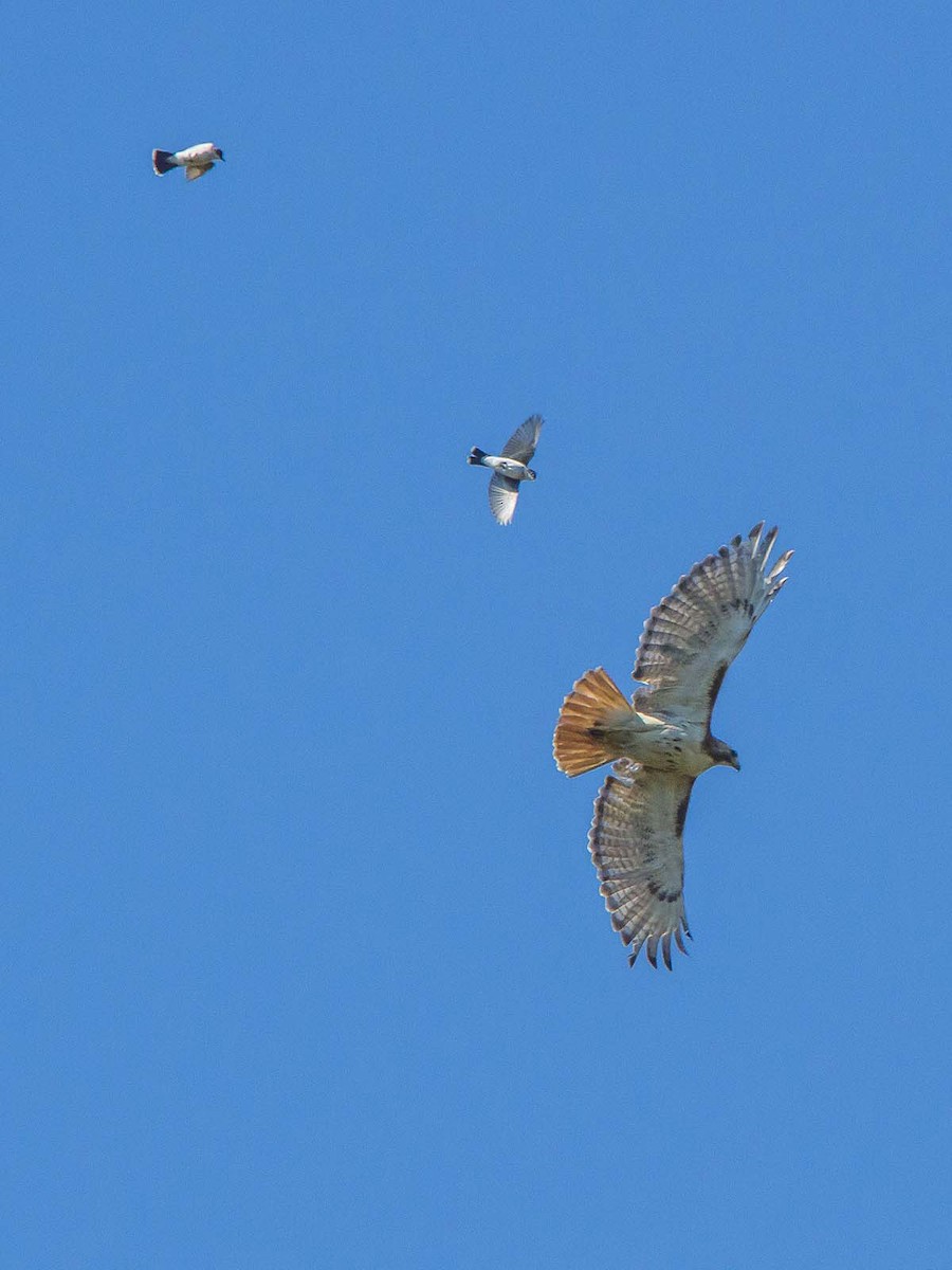 Red-tailed Hawk - ML106868311