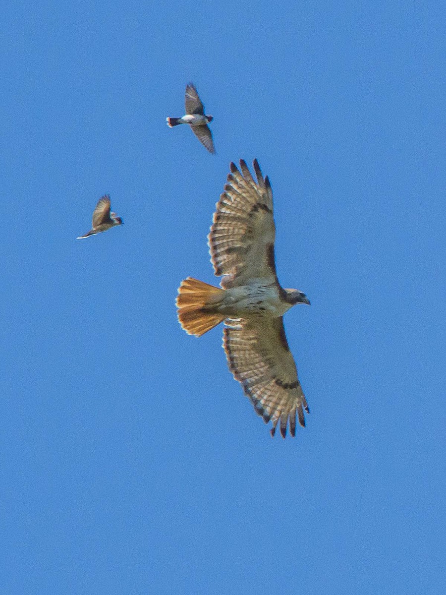 Red-tailed Hawk - ML106868341