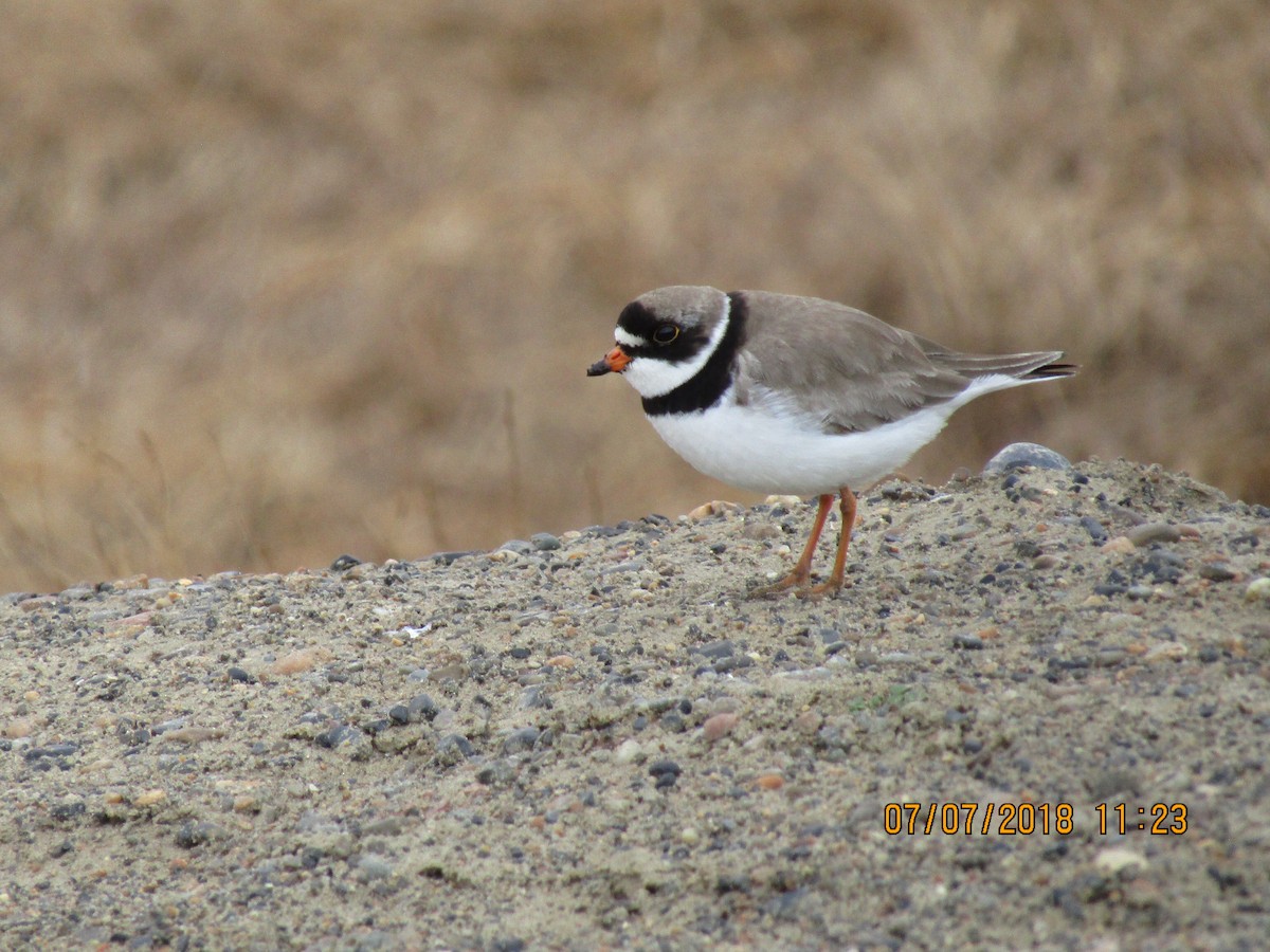 Semipalmated Plover - ML106870491