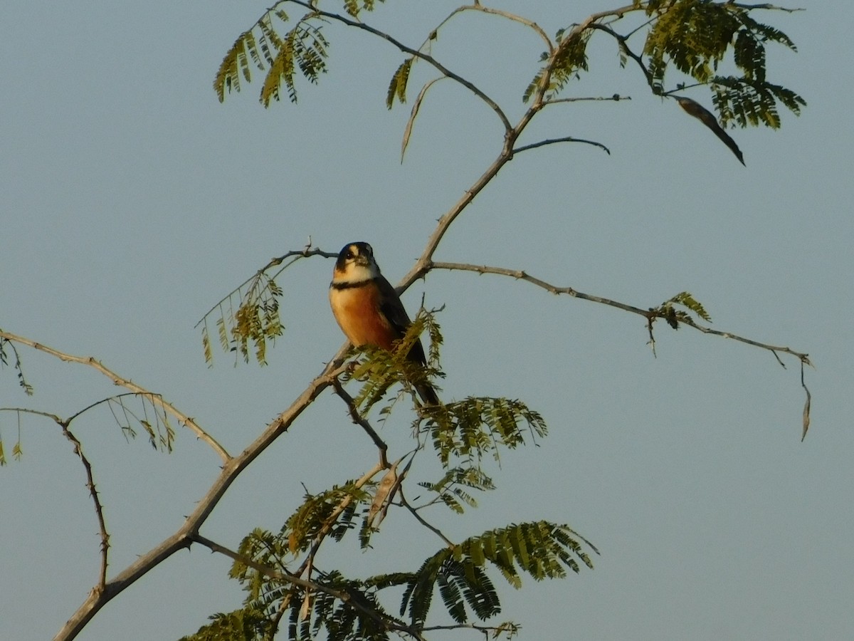 Rusty-collared Seedeater - ML106870981