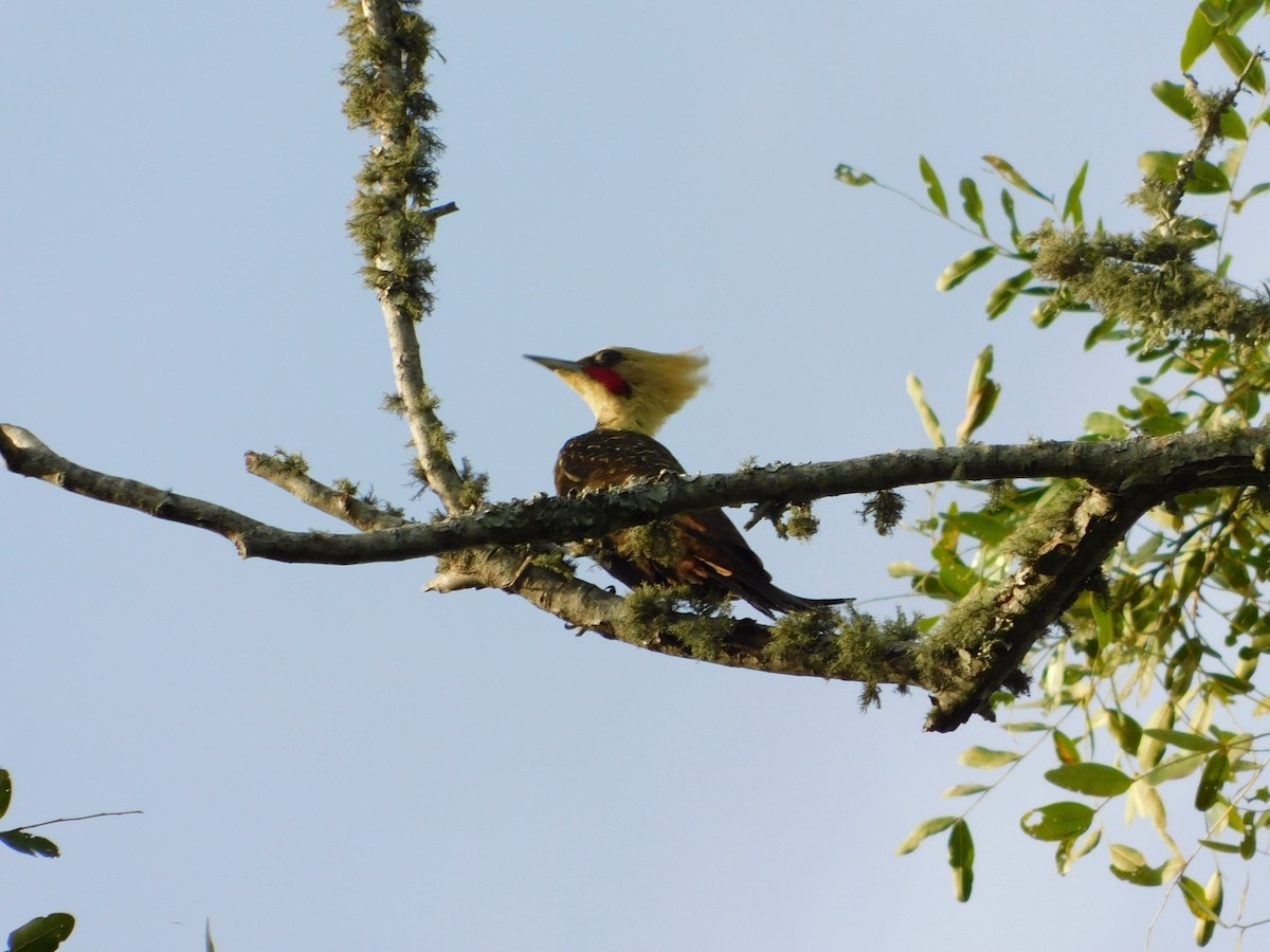 Pale-crested Woodpecker - Ulises Ornstein