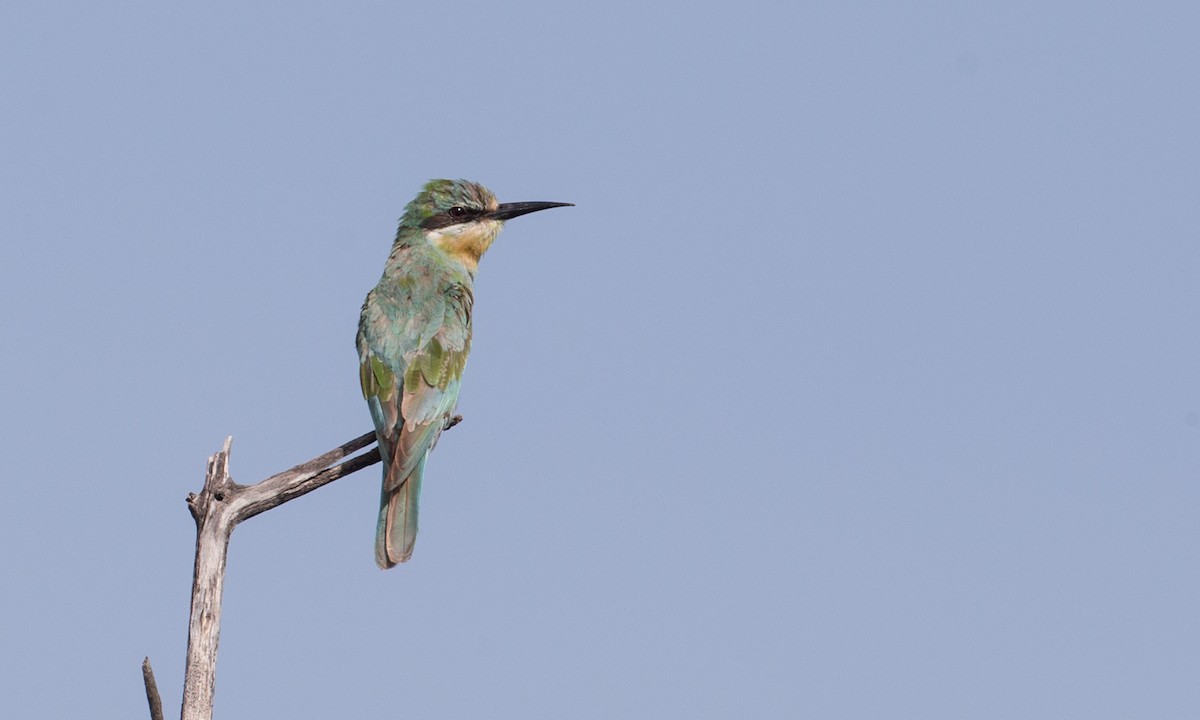 Blue-cheeked Bee-eater - Chris Wood