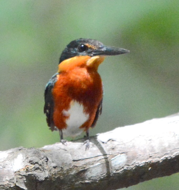 American Pygmy Kingfisher - Ricardo Aguilar