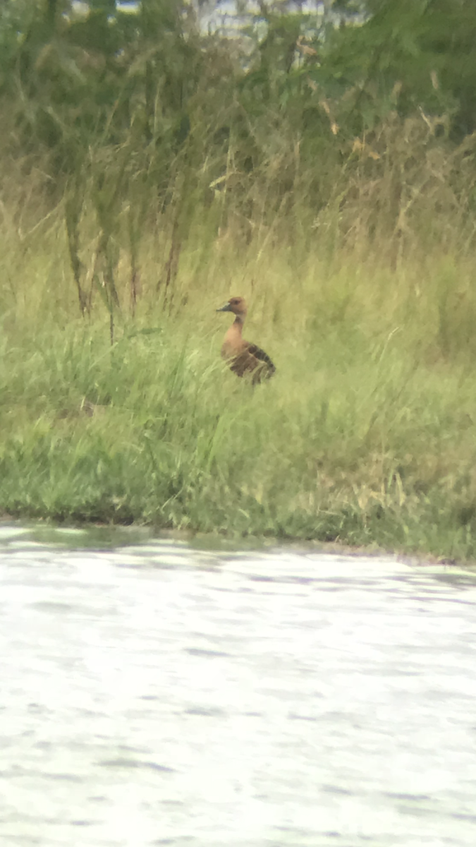 Fulvous Whistling-Duck - ML106881801