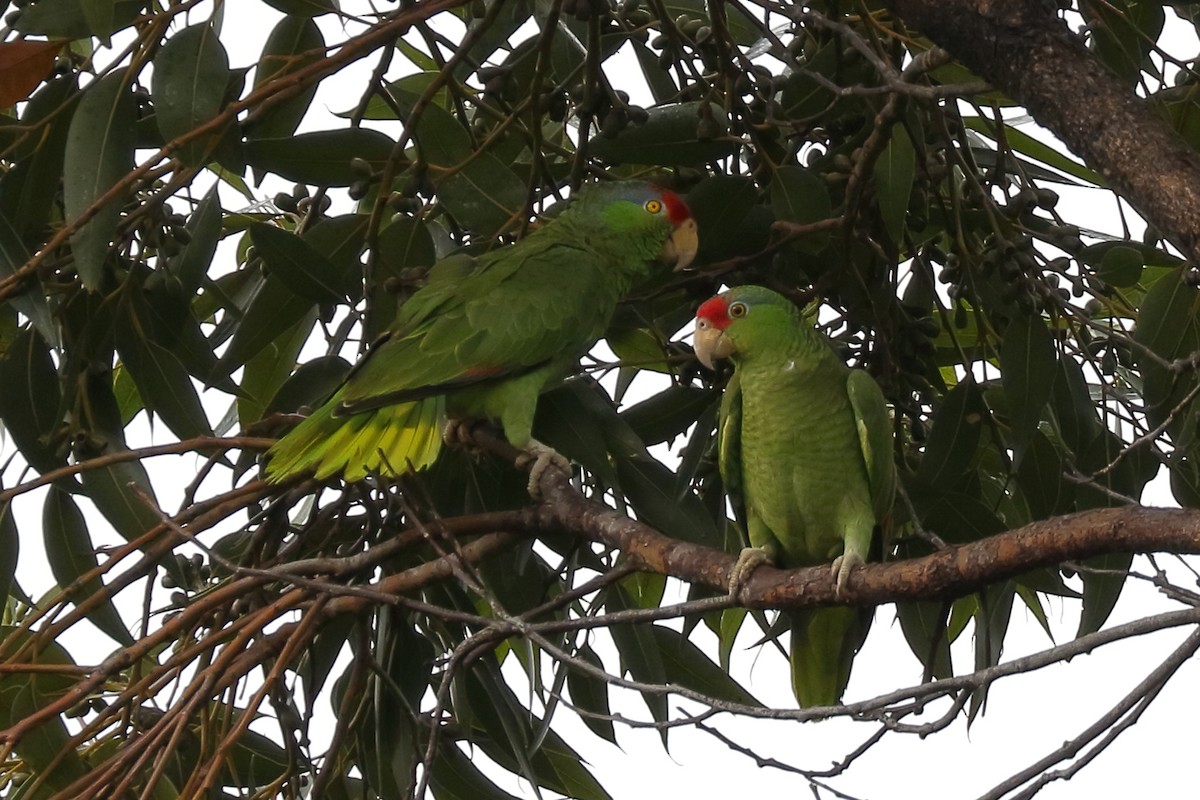 Red-crowned Parrot - ML106882541