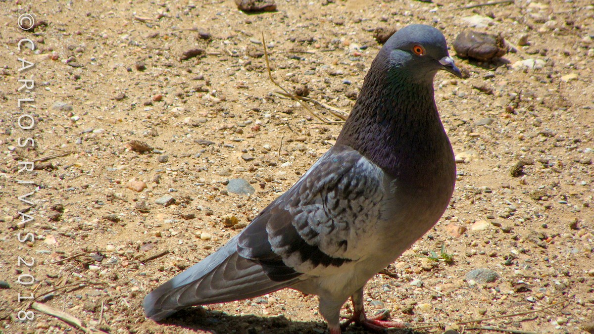 Rock Pigeon (Feral Pigeon) - ML106882551