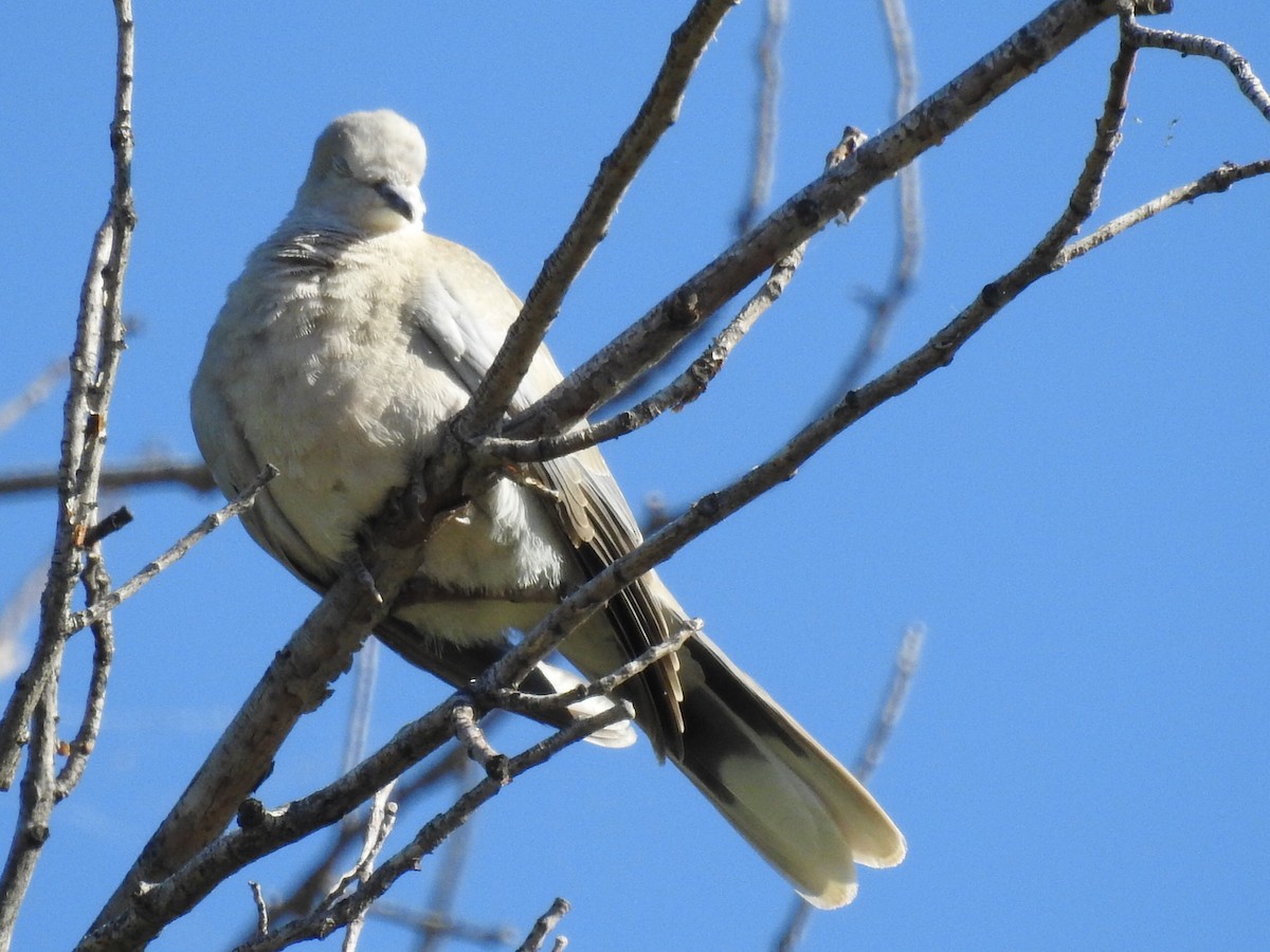 Eurasian Collared-Dove - John Fawcett