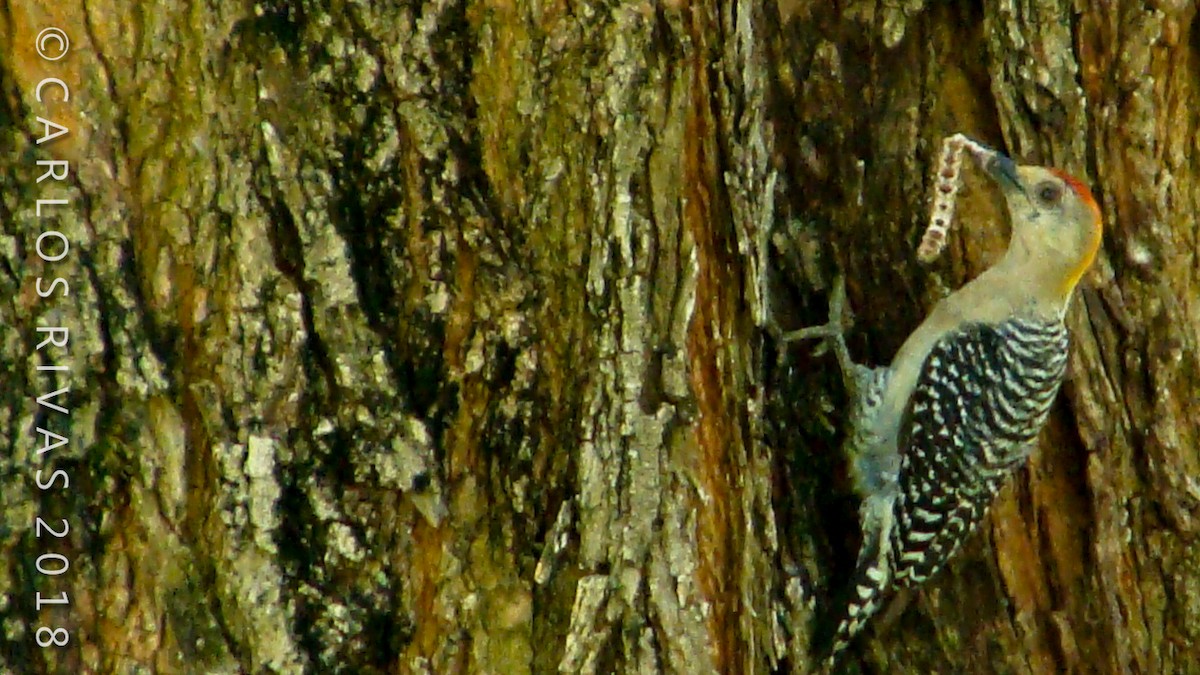Red-crowned Woodpecker - ML106884771