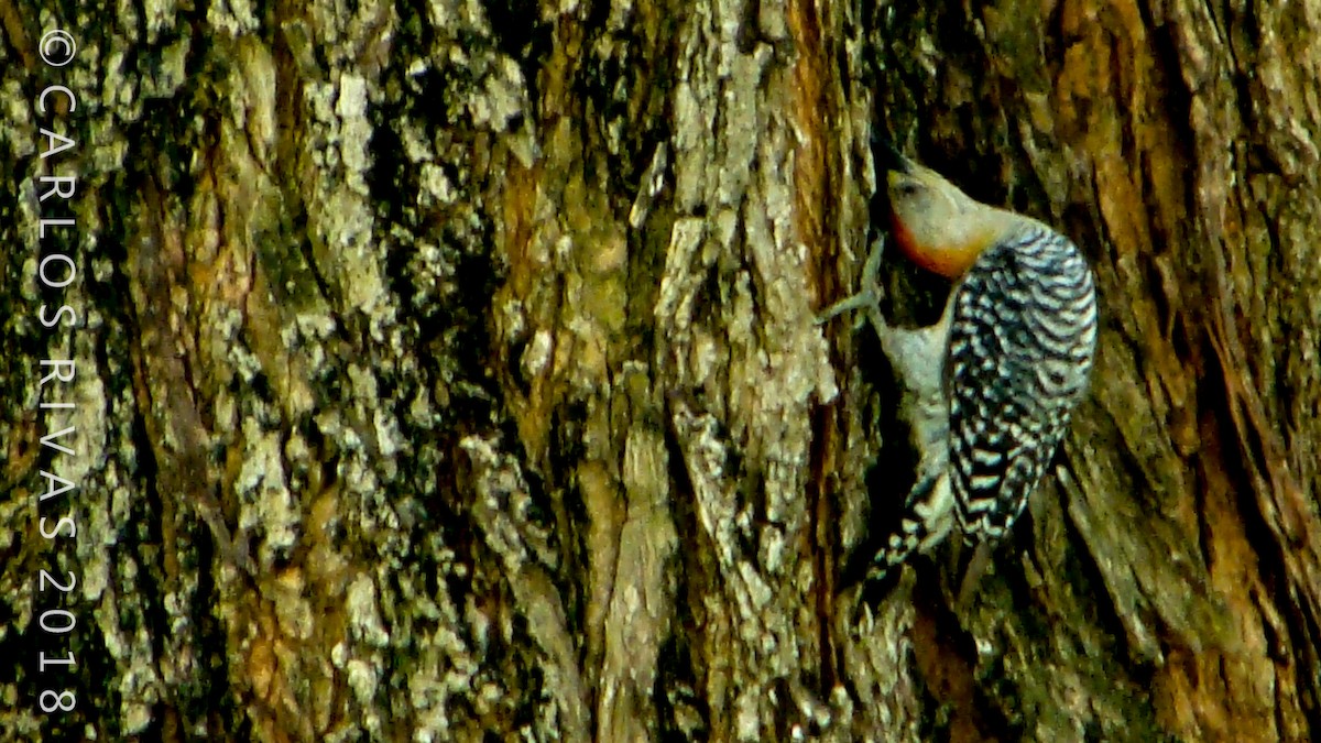 Red-crowned Woodpecker - ML106884801