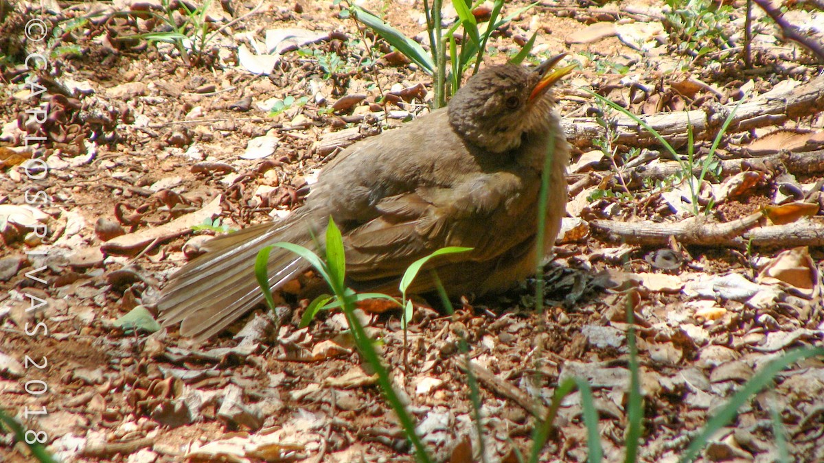 Pale-breasted Thrush - ML106886371