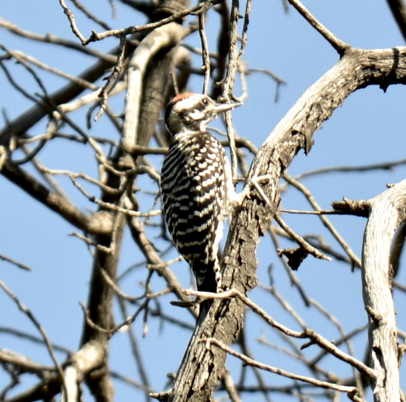Ladder-backed Woodpecker - Tim DeJonghe