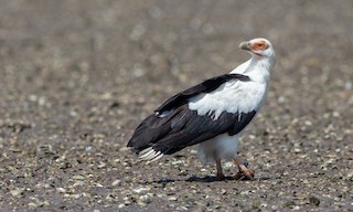  - Palm-nut Vulture