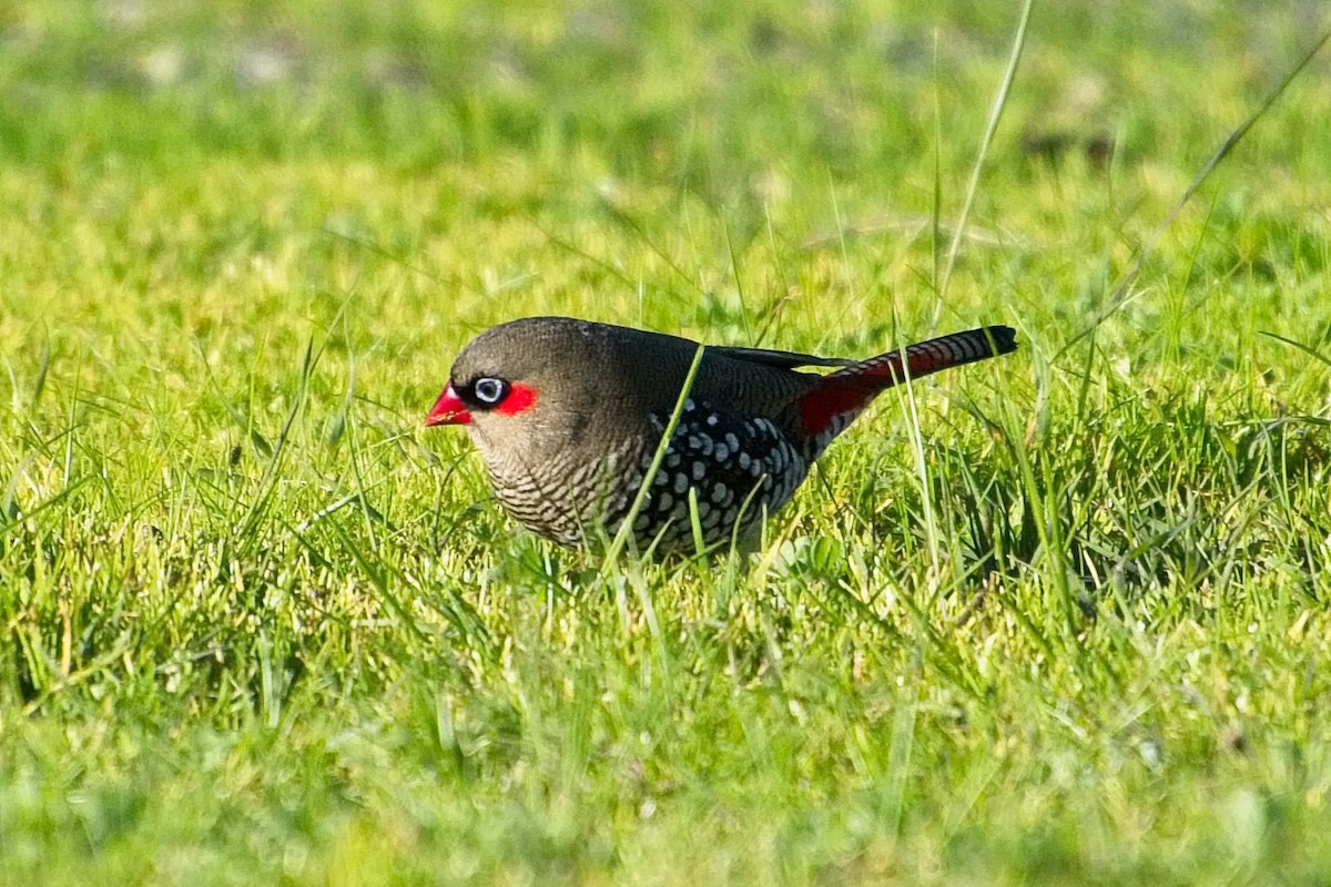 Red-eared Firetail - ML106888621