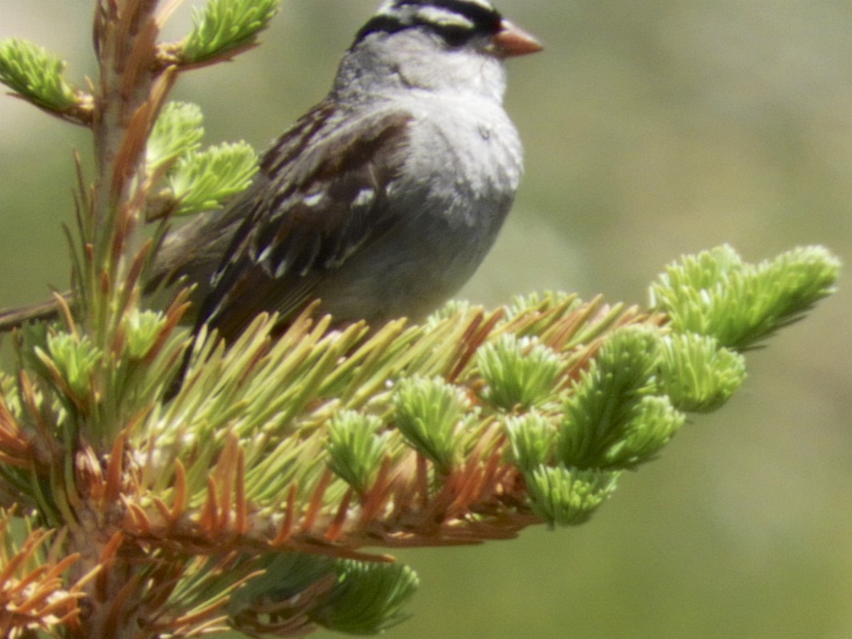 White-crowned Sparrow - Susan Kosoris