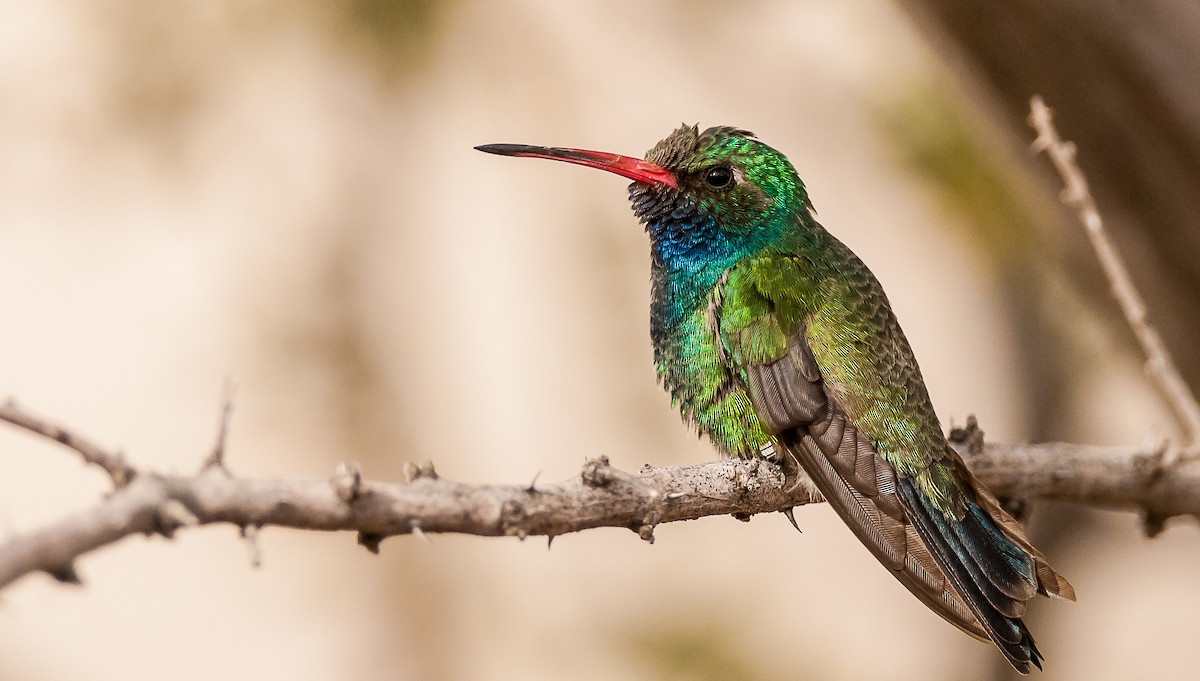 Broad-billed Hummingbird - Robert Clark