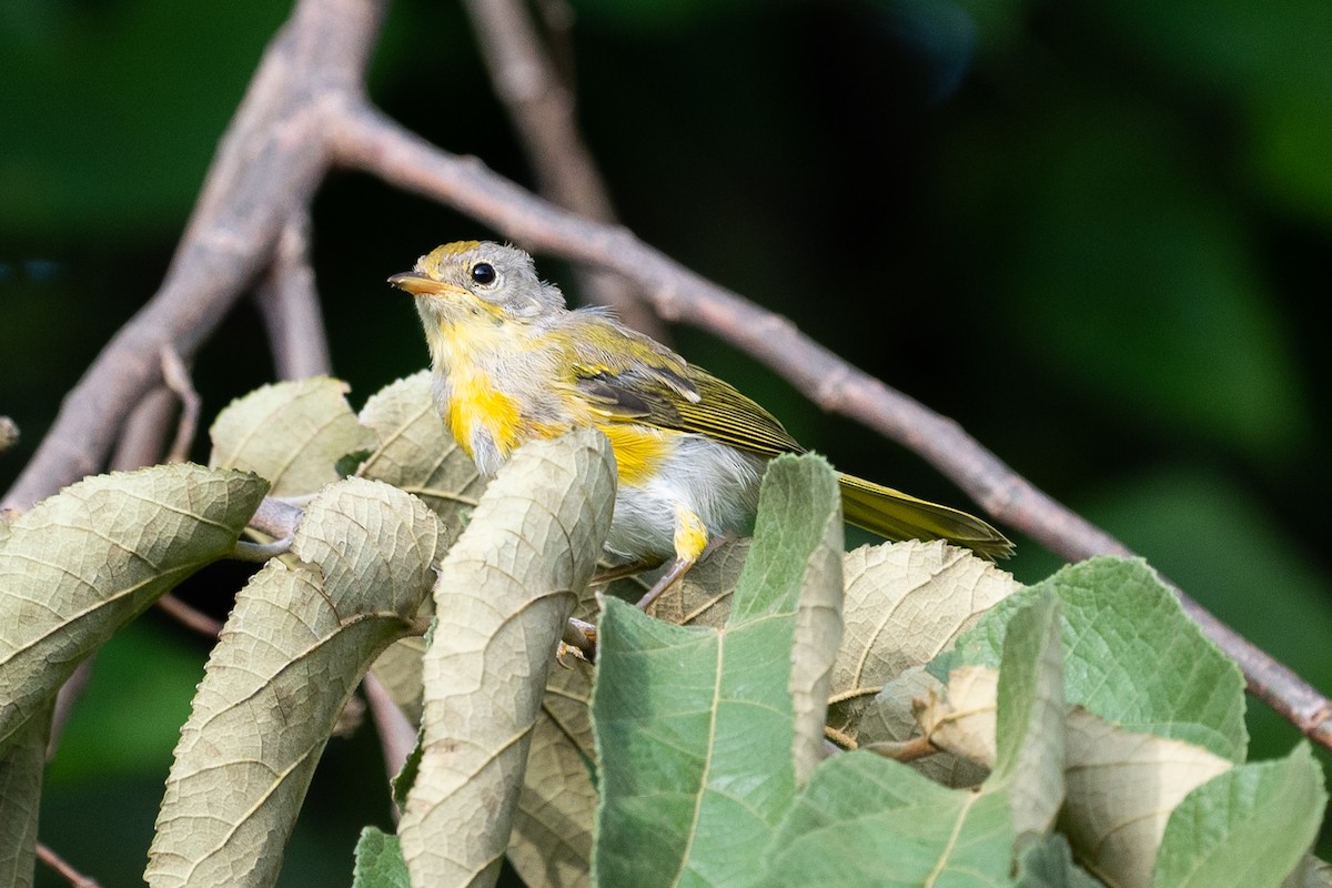 Yellow Warbler (Golden) - ML106891761