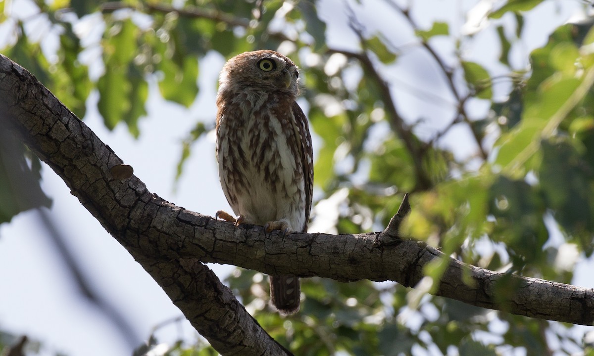 Pearl-spotted Owlet - ML106891871