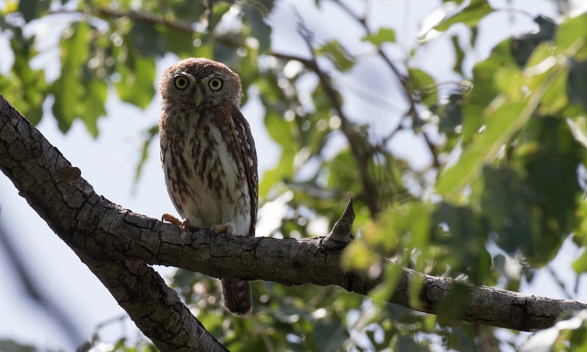 Pearl-spotted Owlet - ML106891901