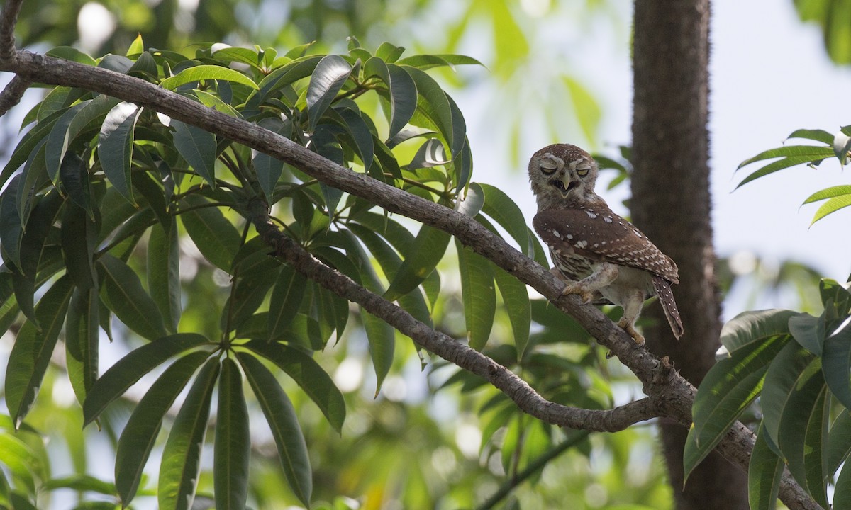 Pearl-spotted Owlet - ML106891921
