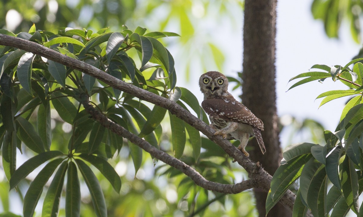 Pearl-spotted Owlet - ML106891951