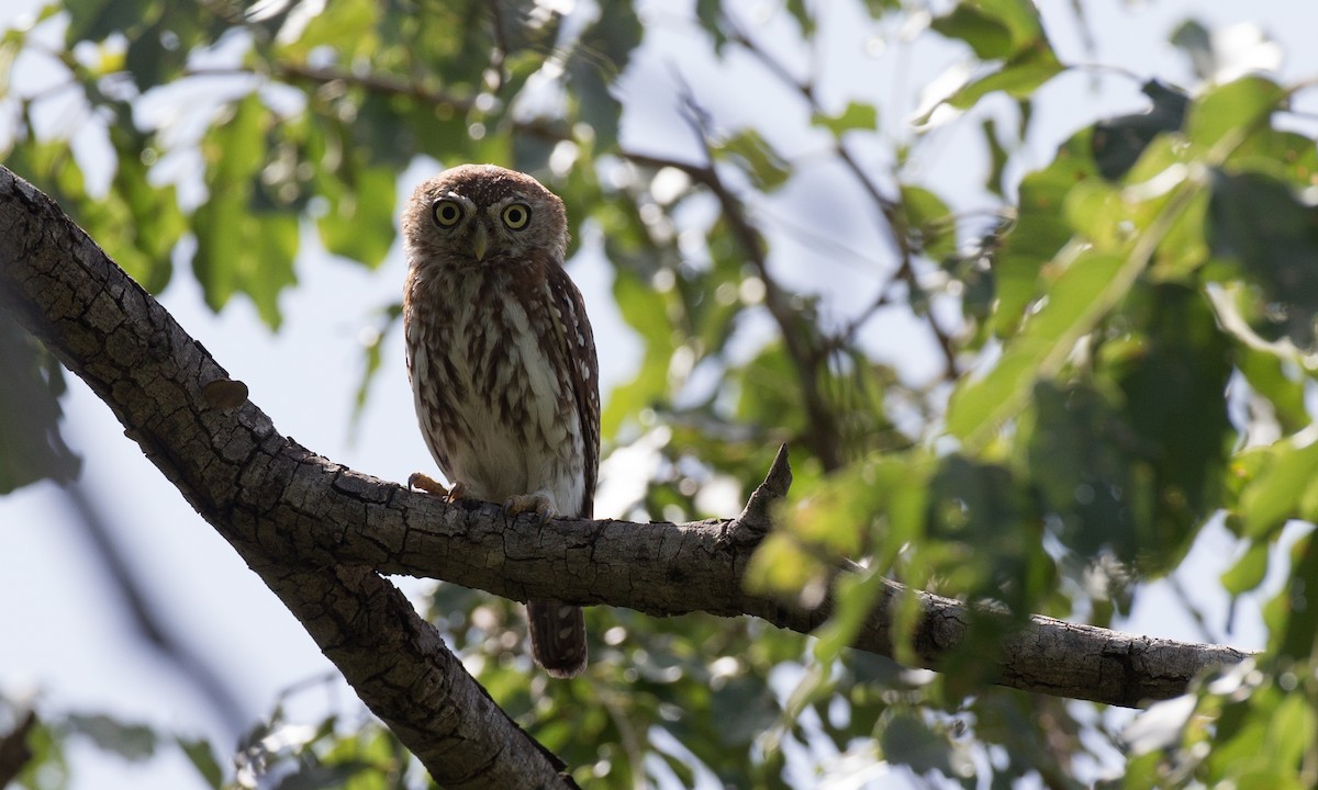 Pearl-spotted Owlet - ML106892111