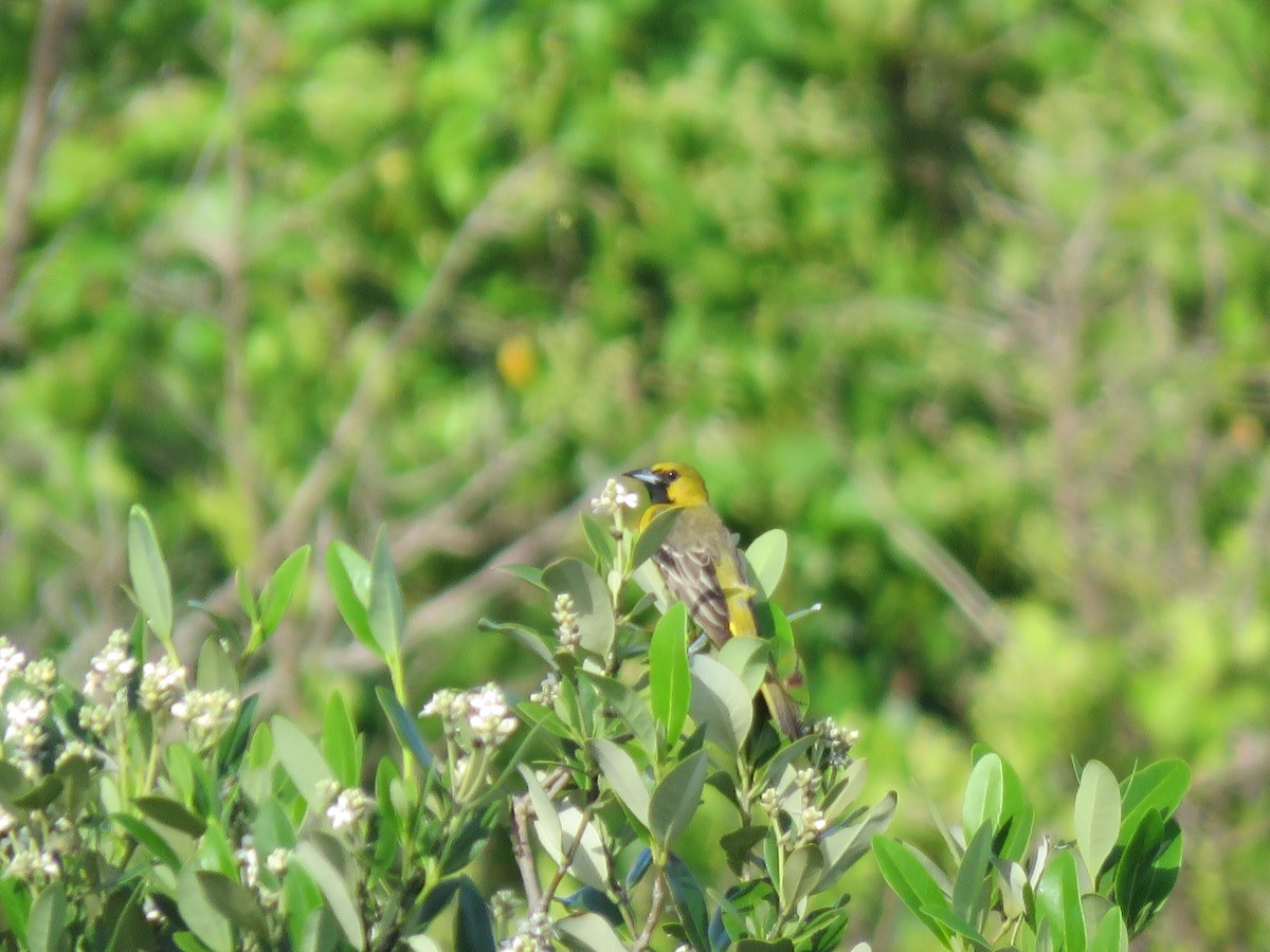 Orchard Oriole - ML106892121
