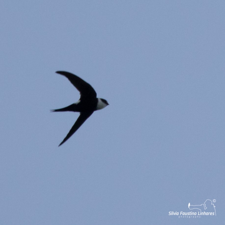 Lesser Swallow-tailed Swift - Silvia Faustino Linhares