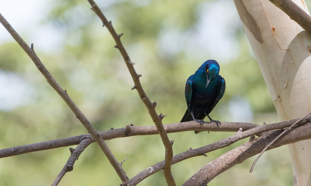 Greater Blue-eared Starling - ML106895001