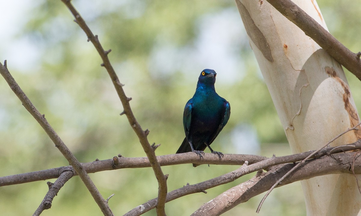 Greater Blue-eared Starling - ML106895011