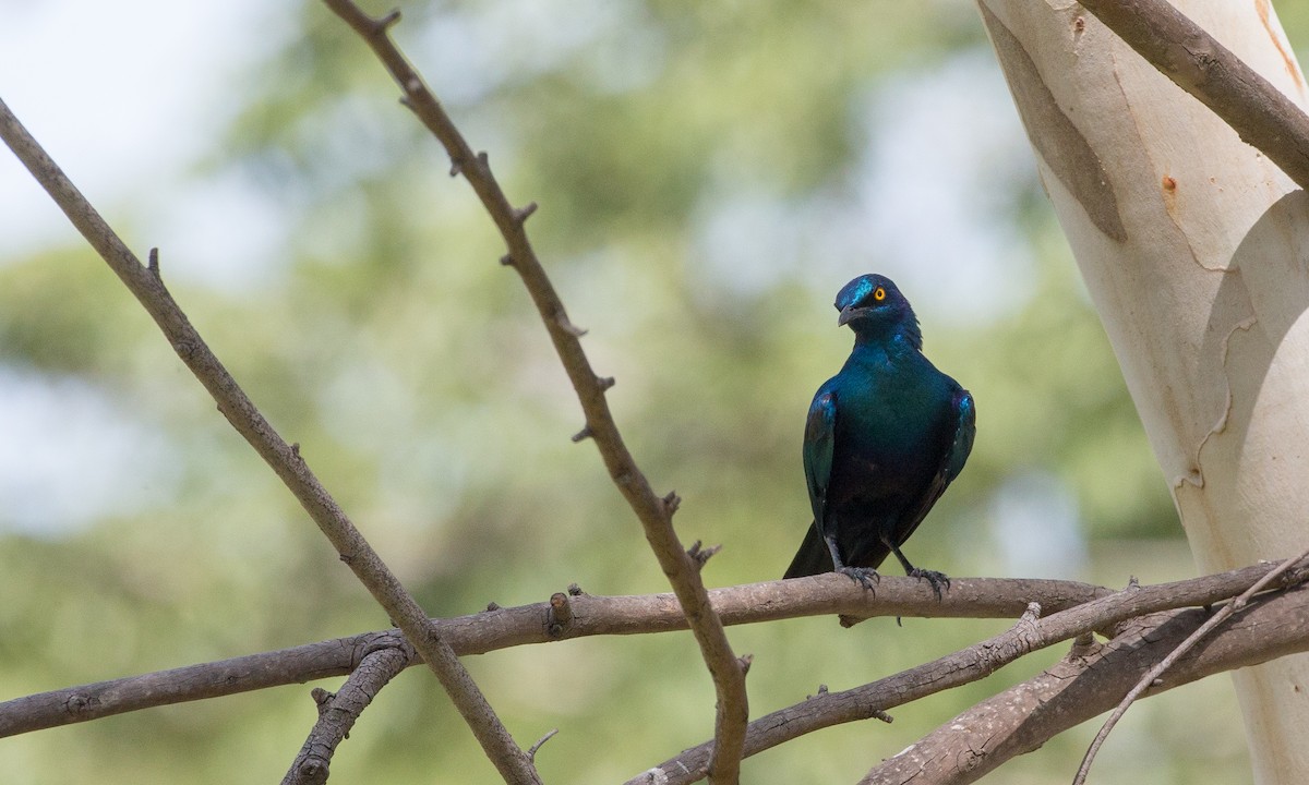 Greater Blue-eared Starling - ML106895021