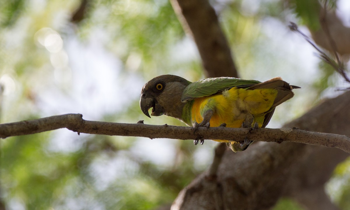 Senegal Parrot - Chris Wood